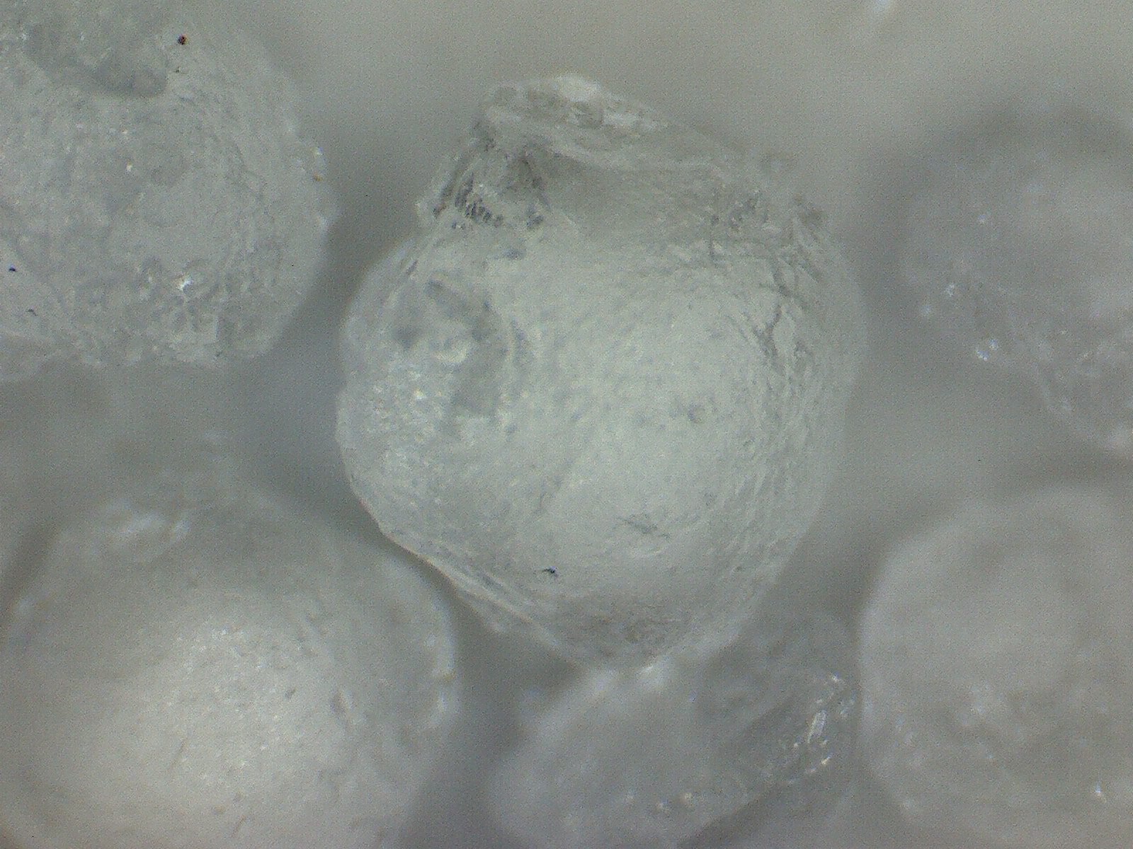 Erythritol-Kristall Mirco-Aufnahme.jpg