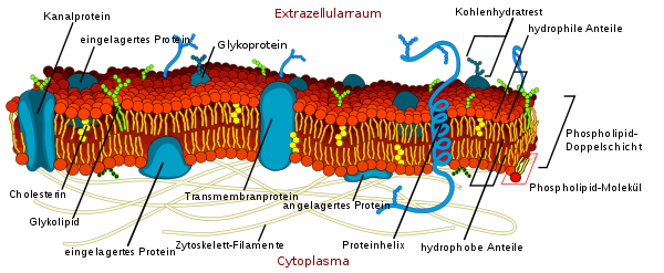 Cell membrane detailed diagram de.svg