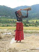 Windsichten von Reis in Indien