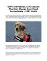Different Passionate Creatures That Can Change Your Mood Immediately - 2021 Guide.pdf