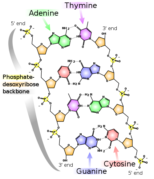 Chemische Struktur der DNA.svg