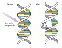 DNA UV mutation.svg